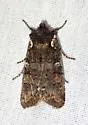 Plush-naped Pinion - Hodges#9922 - photo 3