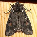 Plush-naped Pinion - Hodges#9922 - photo 4
