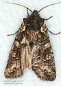 Plush-naped Pinion - Hodges#9922 - photo 5