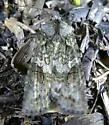Lithophane scottae - Hodges#9904.1