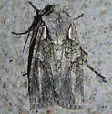 Lithophane scottae - Hodges#9904.1 - photo 3