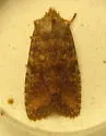 Singed Pinion - Hodges#9885 - photo 2