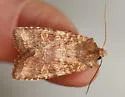 Singed Pinion - Hodges#9885 - photo 4