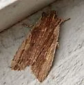 Signate Pinion - Hodges#9895