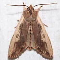 Signate Pinion - Hodges#9895 - photo 3