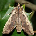 Signate Pinion - Hodges#9895 - photo 4