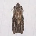 Lithophane subtilis - Hodges#9900 - Lithophane subtilis