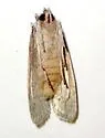 Lithophane subtilis - Hodges#9900 - photo 4