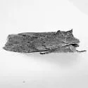Lithophane tarda - Hodges#9918 - photo 2