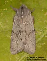 Lithophane tarda - Hodges#9918 - photo 3