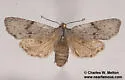 Lithophane tarda - Hodges#9918 - photo 4