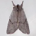 Lithophane tarda - Hodges#9918 - photo 5