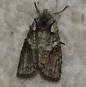 Luke-warm Pinion Moth - Hodges#9909 - Lithophane tepida