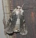 Luke-warm Pinion Moth - Hodges#9909 - photo 2