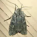 Luke-warm Pinion Moth - Hodges#9909 - photo 3