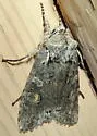 Luke-warm Pinion Moth - Hodges#9909 - photo 4