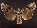 Luke-warm Pinion Moth - Hodges#9909 - photo 5