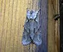 Thaxter's Pinion - Hodges#9928 - photo 2