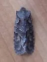 Thaxter's Pinion - Hodges#9928 - photo 3
