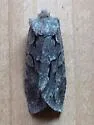 Thaxter's Pinion - Hodges#9928 - photo 4