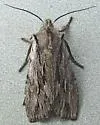 Cedar Pinion - Hodges#9899.1 - Lithophane thujae