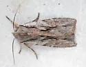 Cedar Pinion - Hodges#9899.1 - photo 2