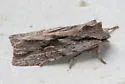 Cedar Pinion - Hodges#9899.1 - photo 3