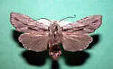 Cedar Pinion - Hodges#9899.1 - photo 4