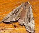 Cedar Pinion - Hodges#9899.1 - photo 5