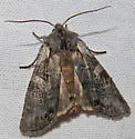 Lithophane torrida - Hodges#9911 - photo 3