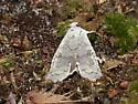 Pale Green Pinion - Hodges#9905