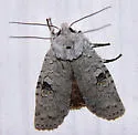 Pale Green Pinion - Hodges#9905 - photo 3