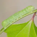 Pale Green Pinion - Hodges#9905 - photo 4