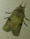 Pale Green Pinion - Hodges#9905 - photo 5