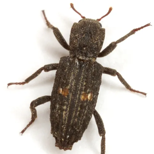 Lithophorus ornatus