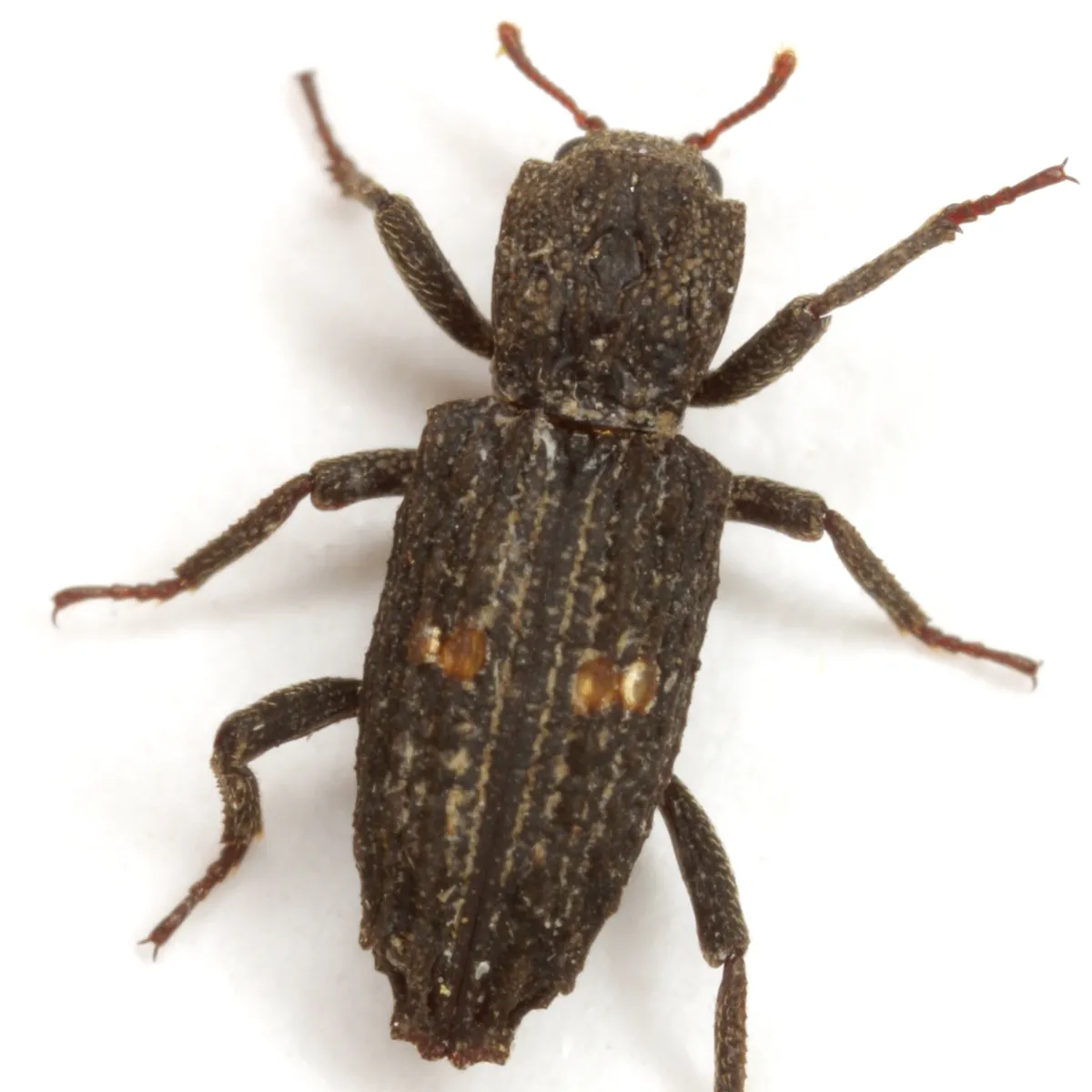 Lithophorus ornatus - photo 3