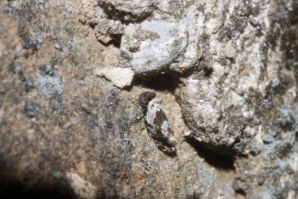 Lithoseopsis hellmani - photo 2