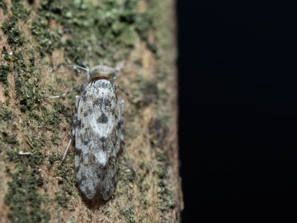 Lithoseopsis hystrix - photo 2