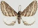 Lithostege deserticola - Hodges#7633