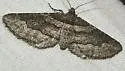Lithostege deserticola - Hodges#7633 - photo 2