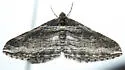 Lithostege deserticola - Hodges#7633 - photo 4