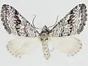 Lithostege marcata - Hodges#7630