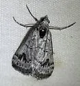 Lithostege marcata - Hodges#7630 - photo 2