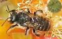 Lithurgopsis apicalis