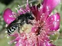 Lithurgopsis apicalis - photo 2