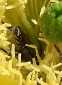 Lithurgopsis apicalis - photo 3