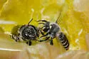 Lithurgopsis apicalis - photo 4