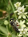 Lithurgopsis echinocacti - photo 4