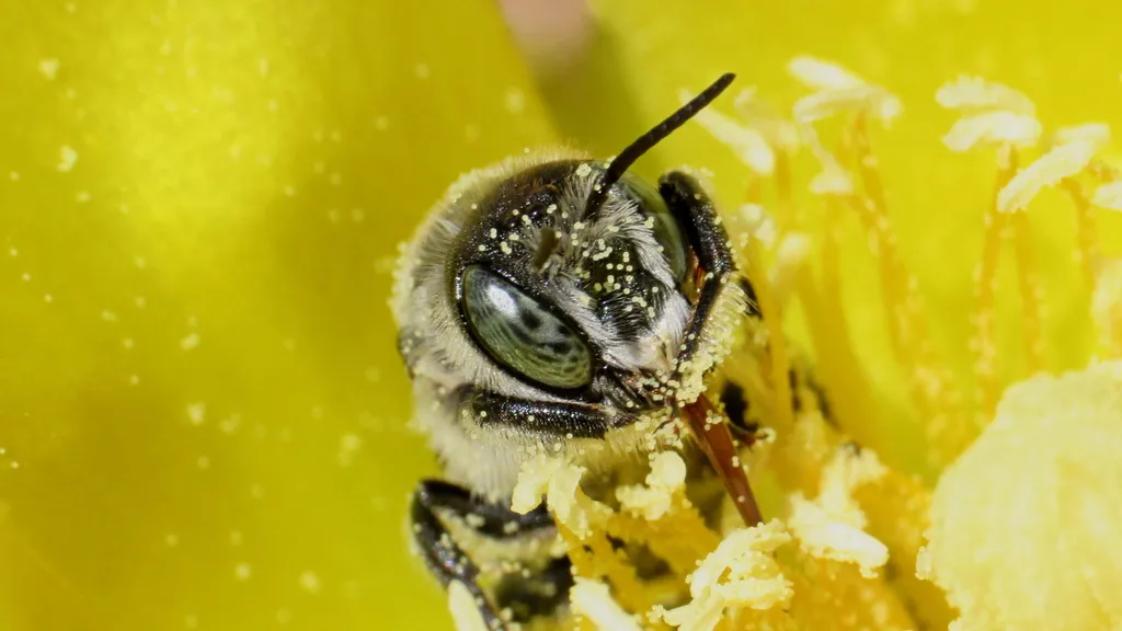 Lithurgopsis gibbosa - photo 2