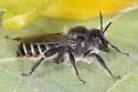 Lithurgopsis littoralis